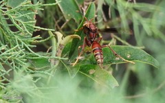 Polistes cavapyta