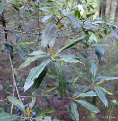 Elaeocarpus reticulatus