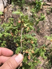 Ribes montigenum
