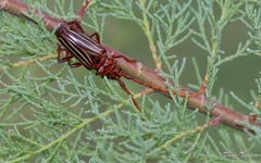 Chydarteres striatus