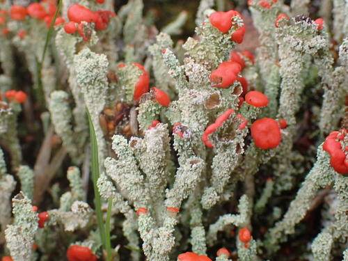 Flörkes Scharlachflechte