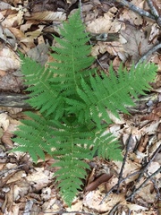 Deparia acrostichoides