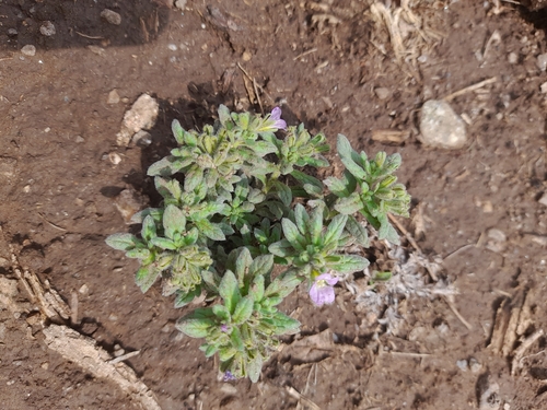 Whitewhisker fiddleleaf (Nama undulata)