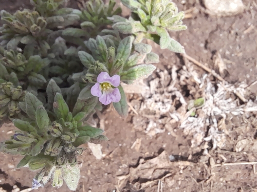 Image of Nama undulata by (c) florsoteras, some rights reserved (CC BY)