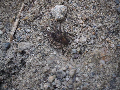 Acanthogonatus incursus