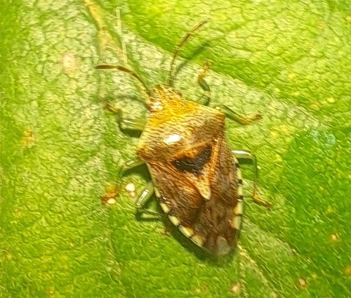 Elasmucha grisea