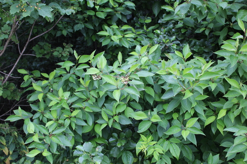 Red-barked dogwood (Cornus alba)
