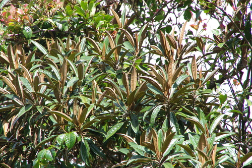 Astronia spectabilis observed 2024-10-03