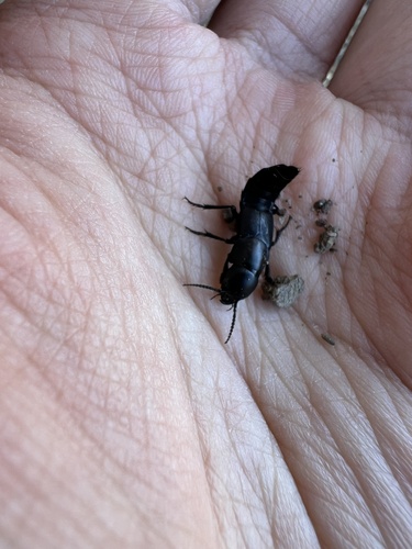 iNaturalist observation photo of Devil's Coach Horse Beetle