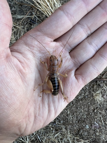 iNaturalist observation photo of North American Jerusalem Crickets