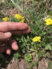 Draba spectabilis