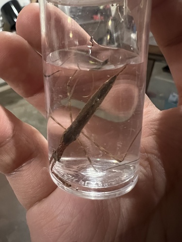 iNaturalist observation photo of Ranatra