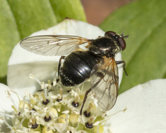 Blera nigra