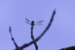 Pachydiplax longipennis
