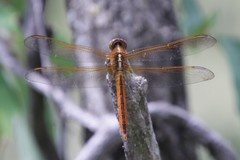 Libellula needhami