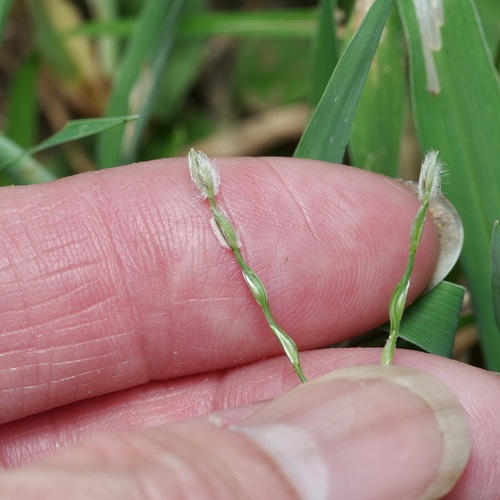 Image of Asian Crabgrass (Digitaria bicornis) by (c) Michelle W. （鍾偉瑋）, some rights reserved (CC BY)