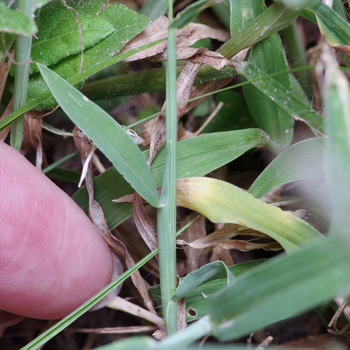 Image of Digitaria bicornis by (c) Michelle W. （鍾偉瑋）, some rights reserved (CC BY)