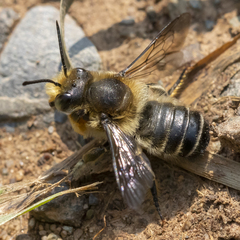 Megachile frigida