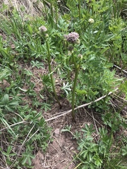 Ligusticum porteri