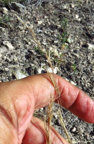 Aristida purpurea, photograph 2
