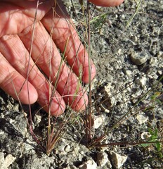 Annika Lindqvist, CC BY, iNaturalist via GBIF Aristida purpurea, photograph Annika Lindqvist, CC BY, iNaturalist via GBIF