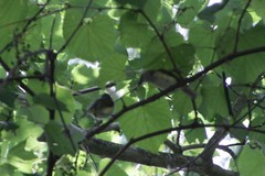 Vireo griseus