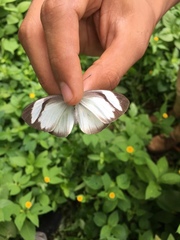 Itaballia demophile centralis