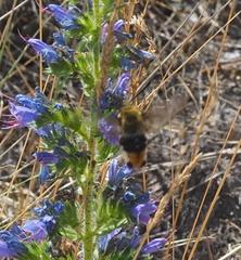 Hemaris tityus