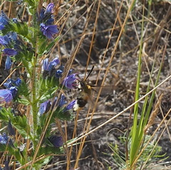 Hemaris tityus