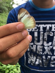 Itaballia demophile centralis