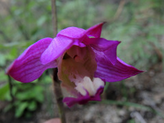 Bletia macristhmochila