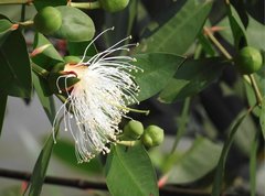 Sonneratia caseolaris