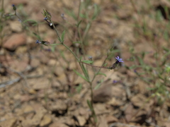 Allophyllum gilioides violaceum