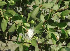 Sonneratia caseolaris