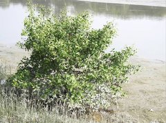 Sonneratia caseolaris