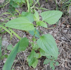 Conoclinium coelestinum