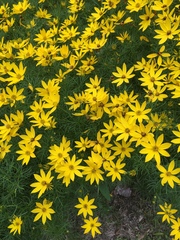 Coreopsis verticillata