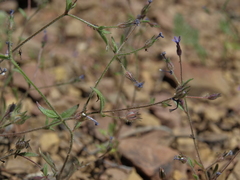 Allophyllum gilioides violaceum