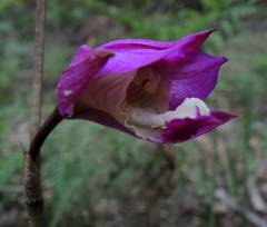 Bletia macristhmochila