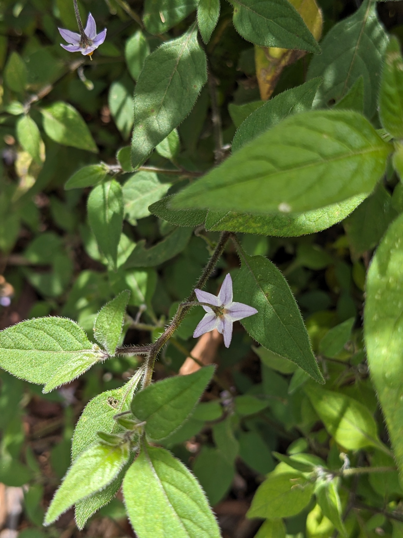 Solanum alpinum