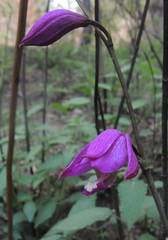 Bletia macristhmochila