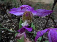 Bletia macristhmochila