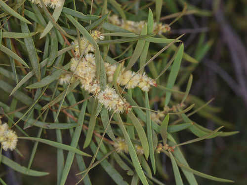 Acacia oswaldii, photograph 6