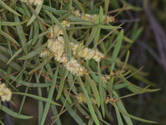 Acacia oswaldii, photograph (c) Lachlan Copeland, some rights reserved (CC BY-SA)