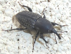 Sphenophorus cicatristriatus
