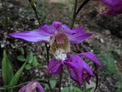 Bletia macristhmochila