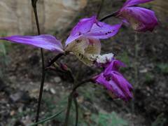 Bletia macristhmochila