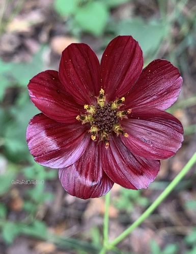 Cosmos scabiosoides