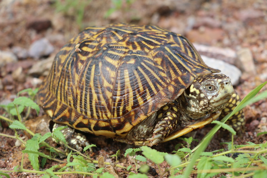 Desert Box Turtle (Reptiles of Cochise County) · iNaturalist