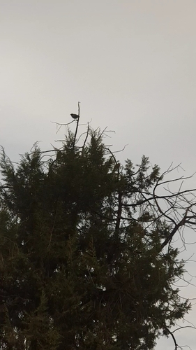 Common Myna